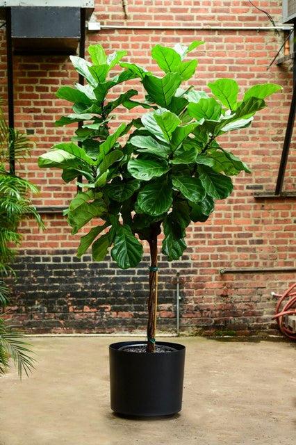 Ficus Lyrata Standard - View 3 from www redcrocus com