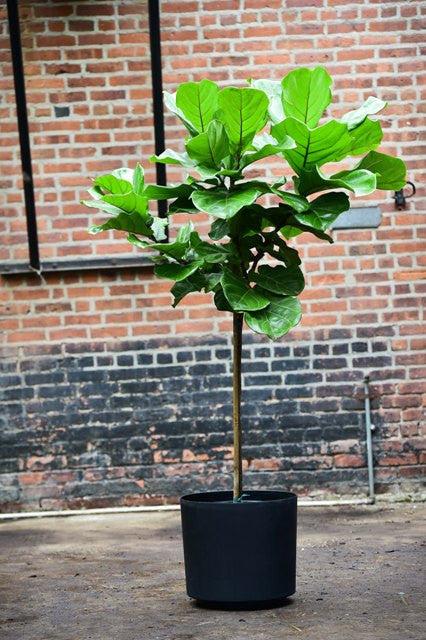 Ficus Lyrata Standard - View 4 from www redcrocus com
