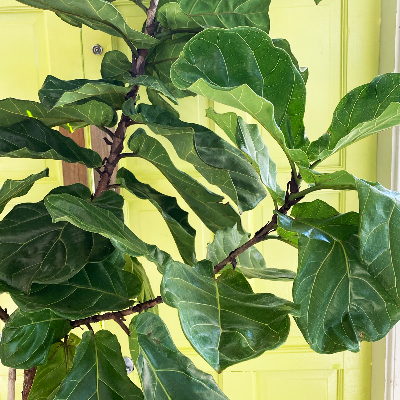 Ficus Lyrata Standard - View 4 from www redcrocus com