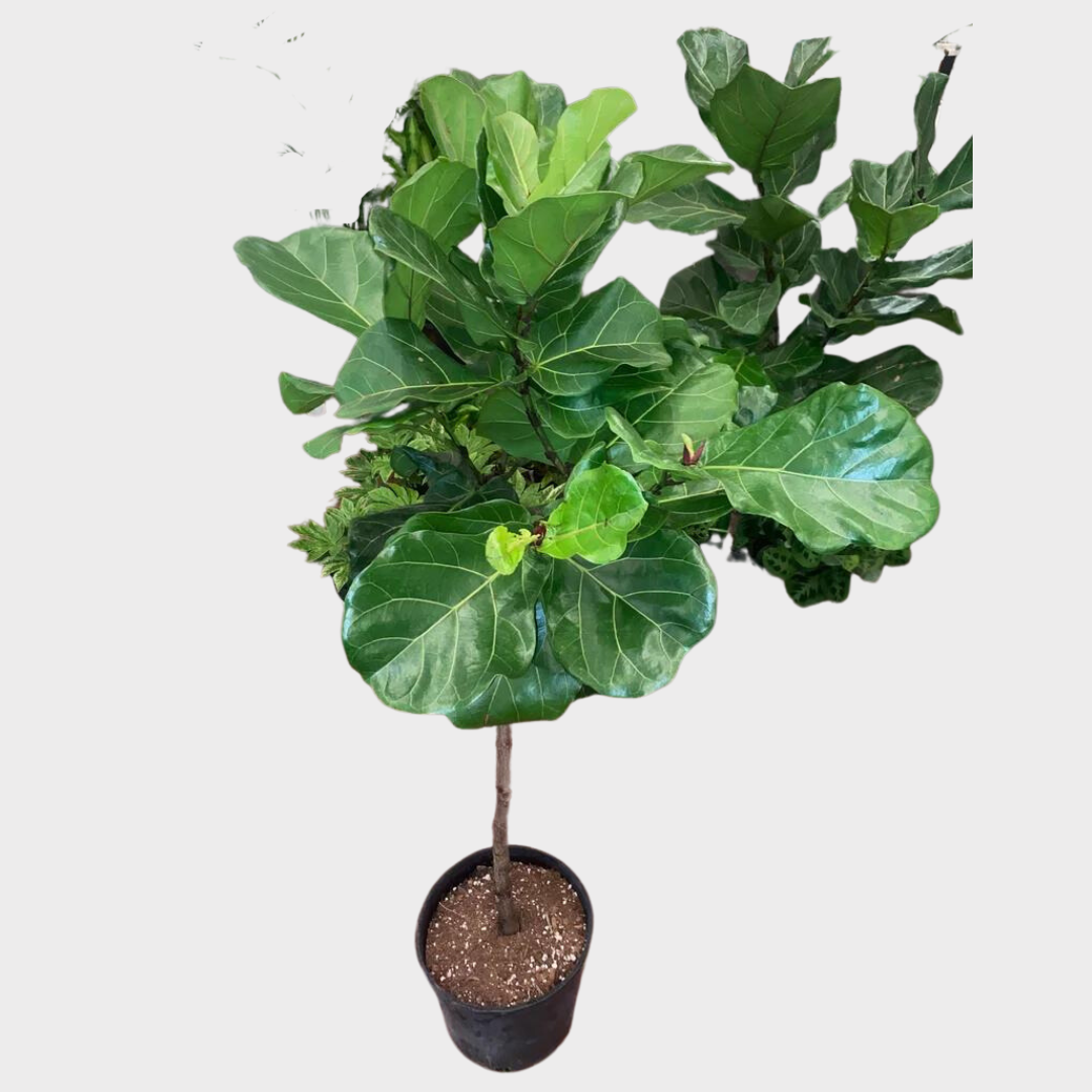 Ficus Lyrata Standard - View 5 from www redcrocus com