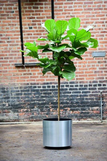 Ficus Lyrata Standard - View 5 from www redcrocus com