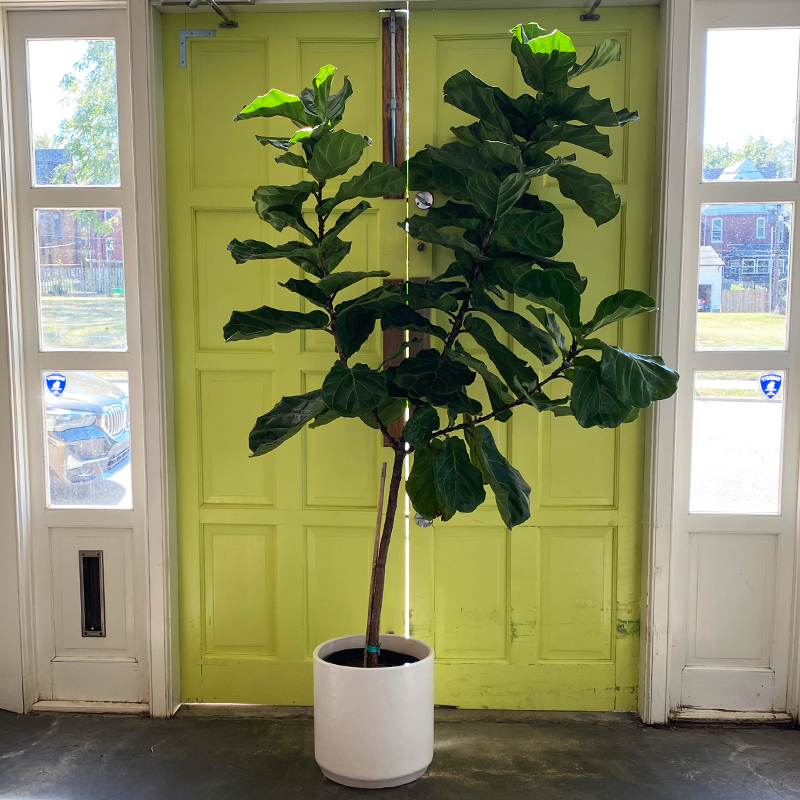 Ficus Lyrata Standard - View 6 from www redcrocus com