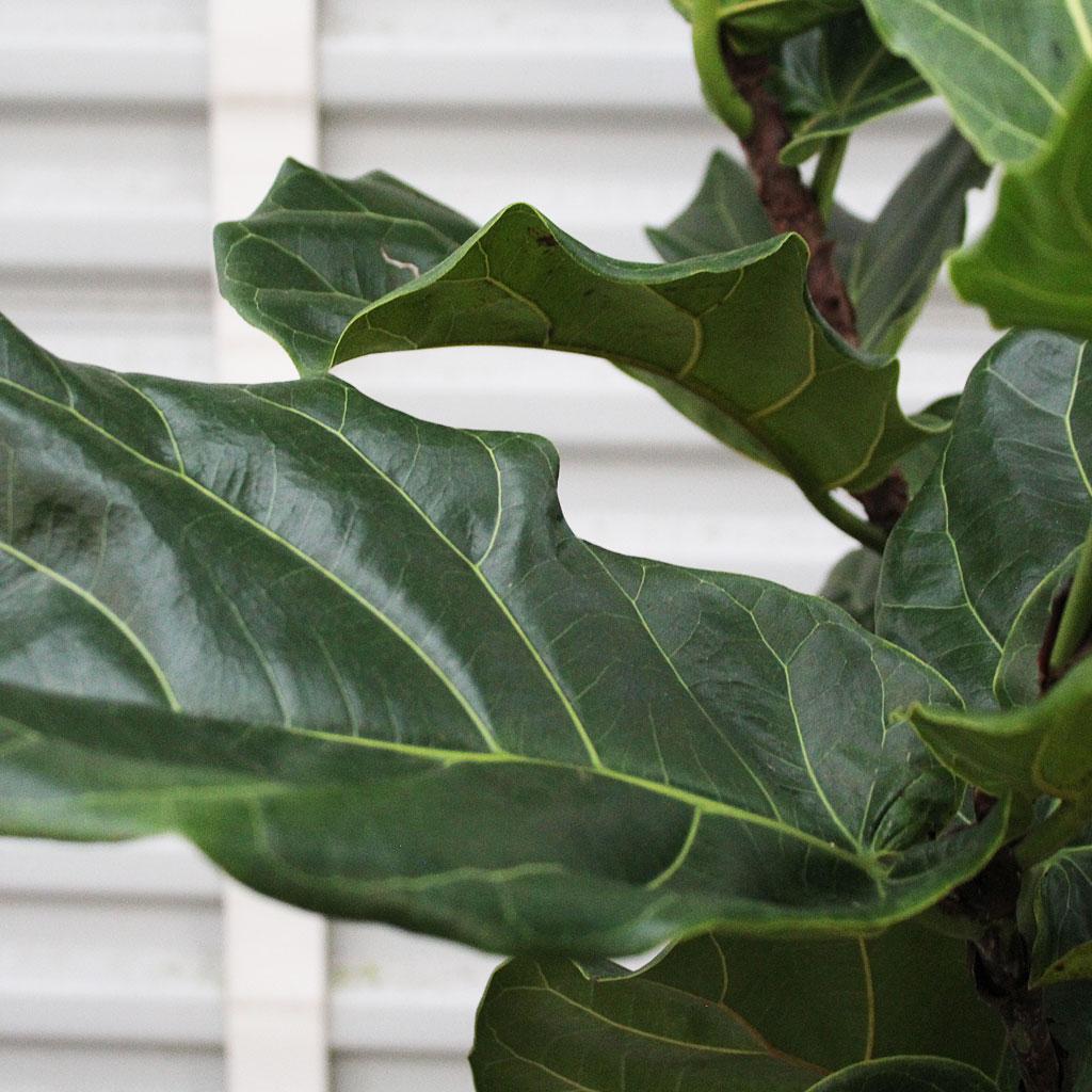 Ficus Lyrata Standard - View 6 from www redcrocus com