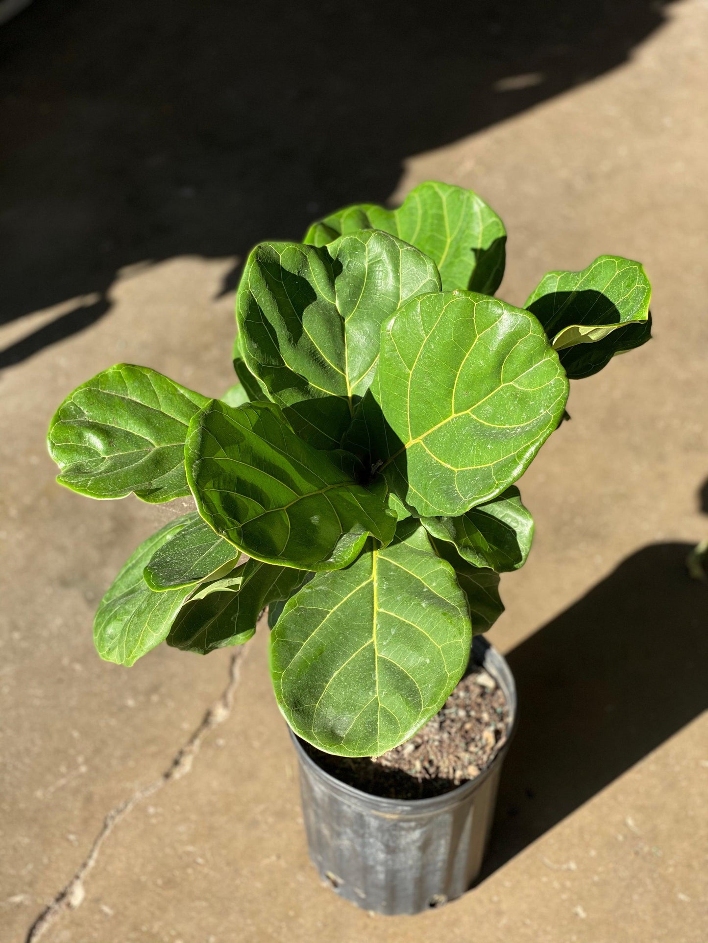 Ficus Lyrata Standard - View 8 from www redcrocus com