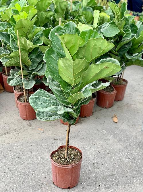 Ficus Lyrata Standard - View 9 from www redcrocus com