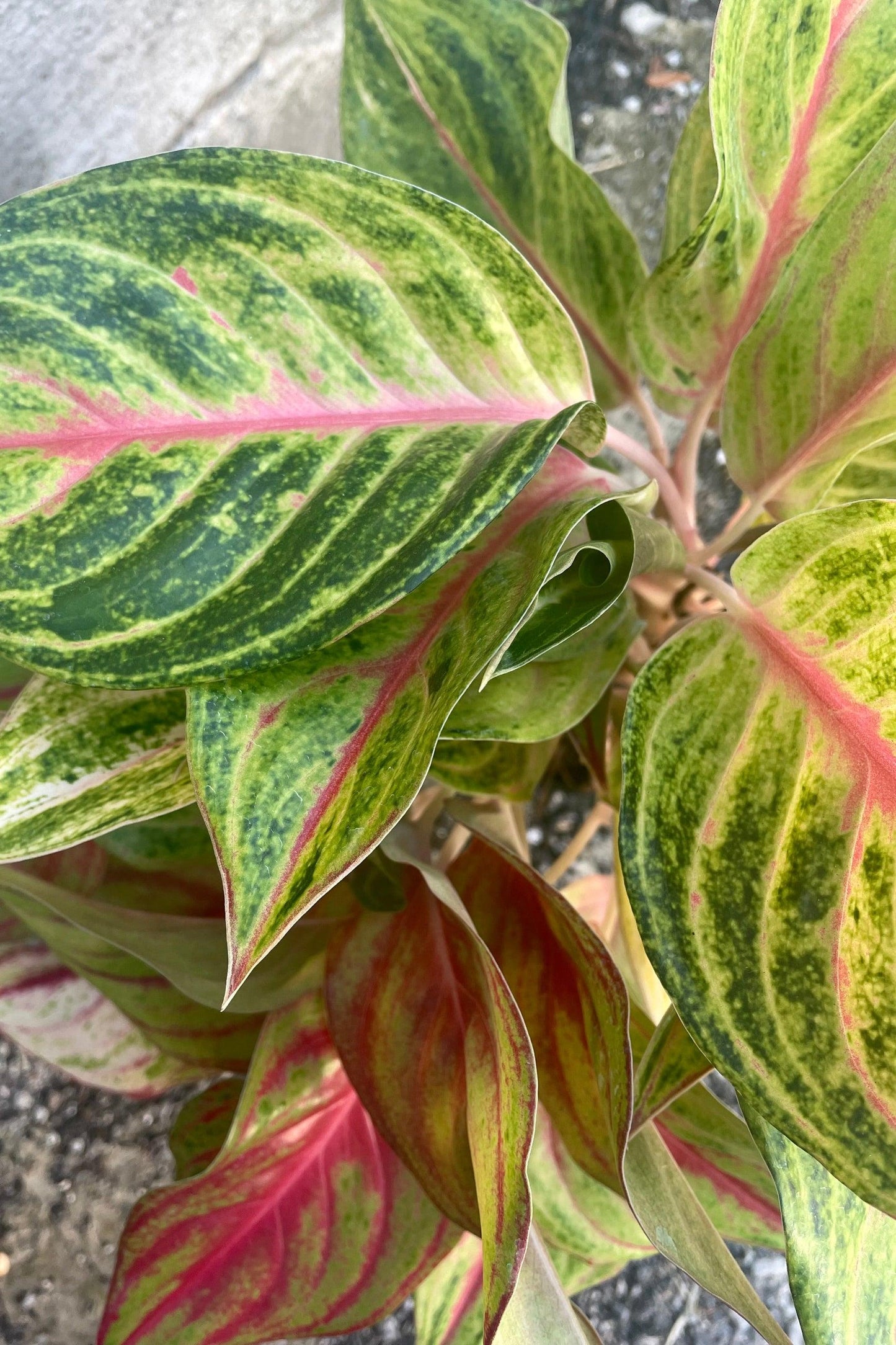 Aglaonema, Assorted - View 37 from www redcrocus com