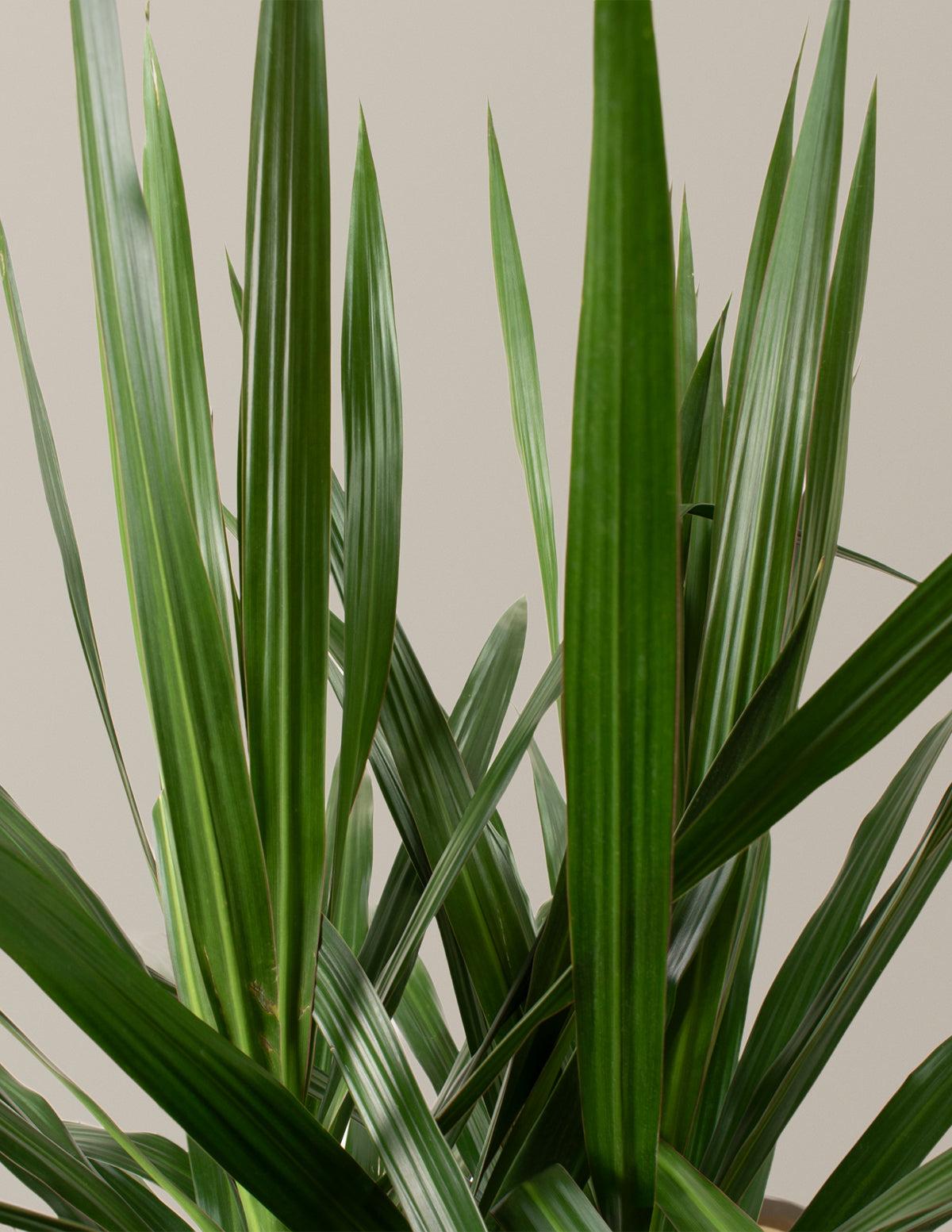 Dracaena Marginata 'tarzan' - View 23 from www redcrocus com