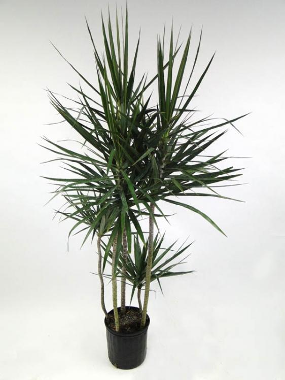 Dracaena Marginata 'tarzan' - View 24 from www redcrocus com