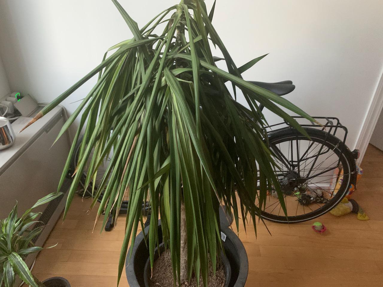 Dracaena Marginata 'tarzan' - View 27 from www redcrocus com