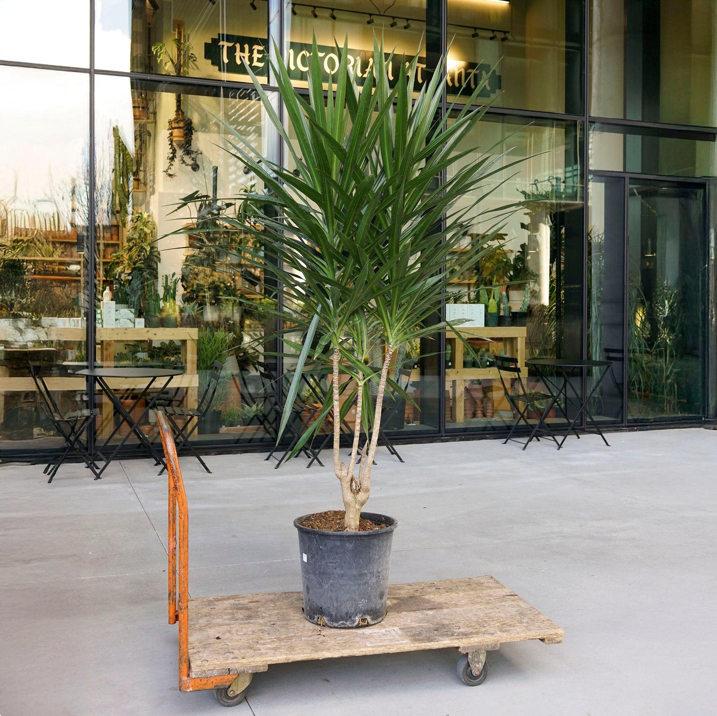 Dracaena Marginata 'tarzan' - View 29 from www redcrocus com