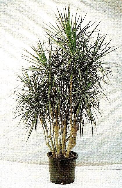 Dracaena Marginata 'tarzan' - View 32 from www redcrocus com