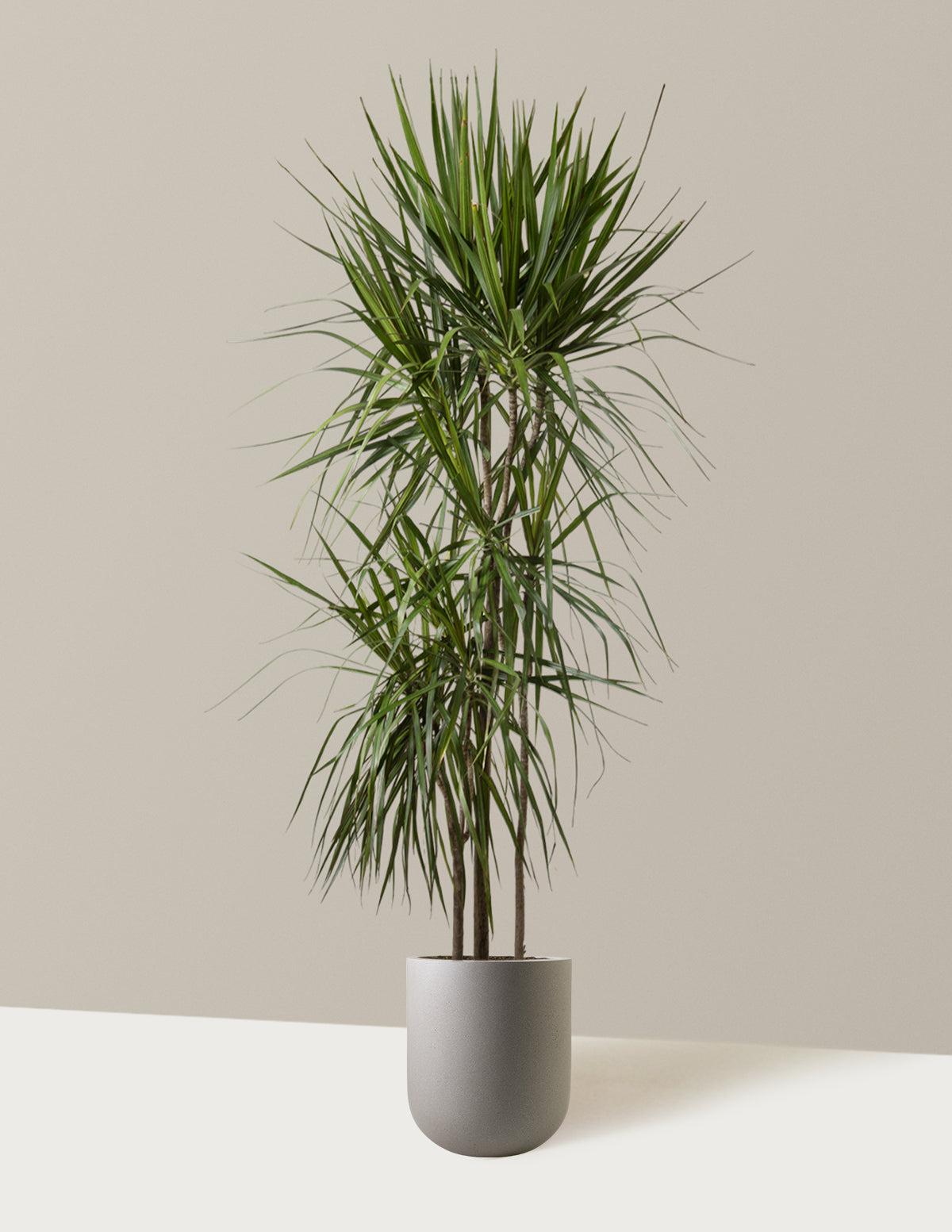 Dracaena Marginata 'tarzan' - View 6 from www redcrocus com