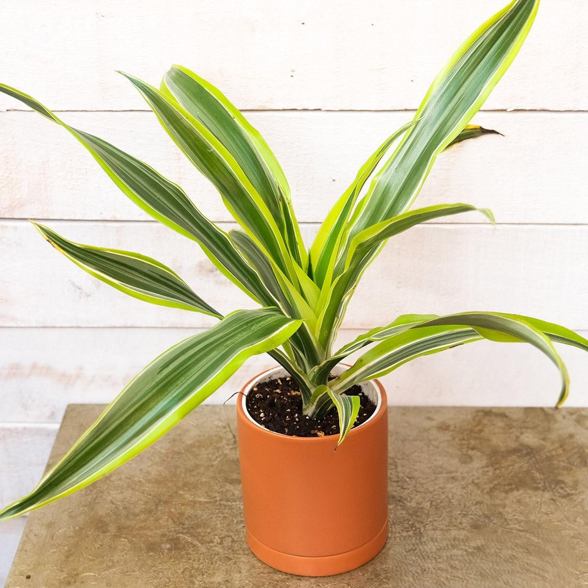 Dracaena Deremensis Lemon Lime - View 12 from www redcrocus com