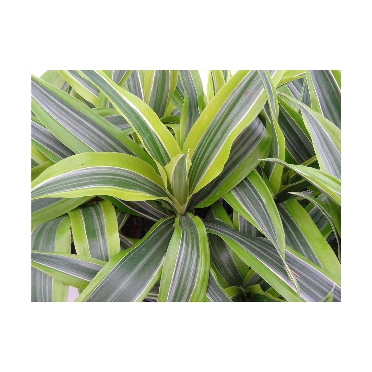 Dracaena Deremensis Lemon Lime - View 15 from www redcrocus com