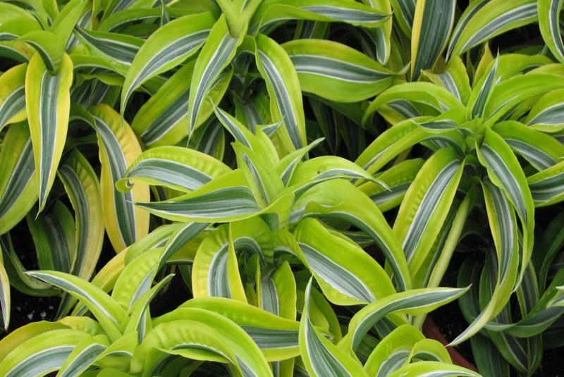 Dracaena Deremensis Lemon Lime - View 16 from www redcrocus com