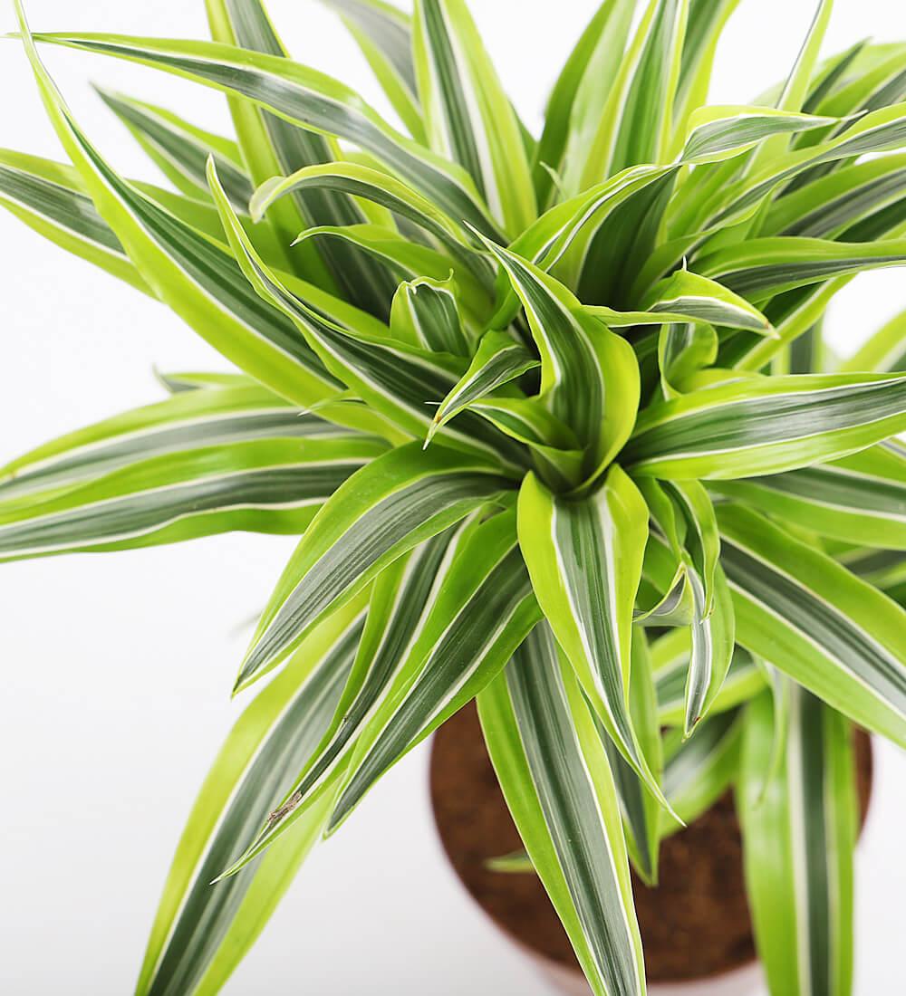 Dracaena Deremensis Lemon Lime - View 17 from www redcrocus com