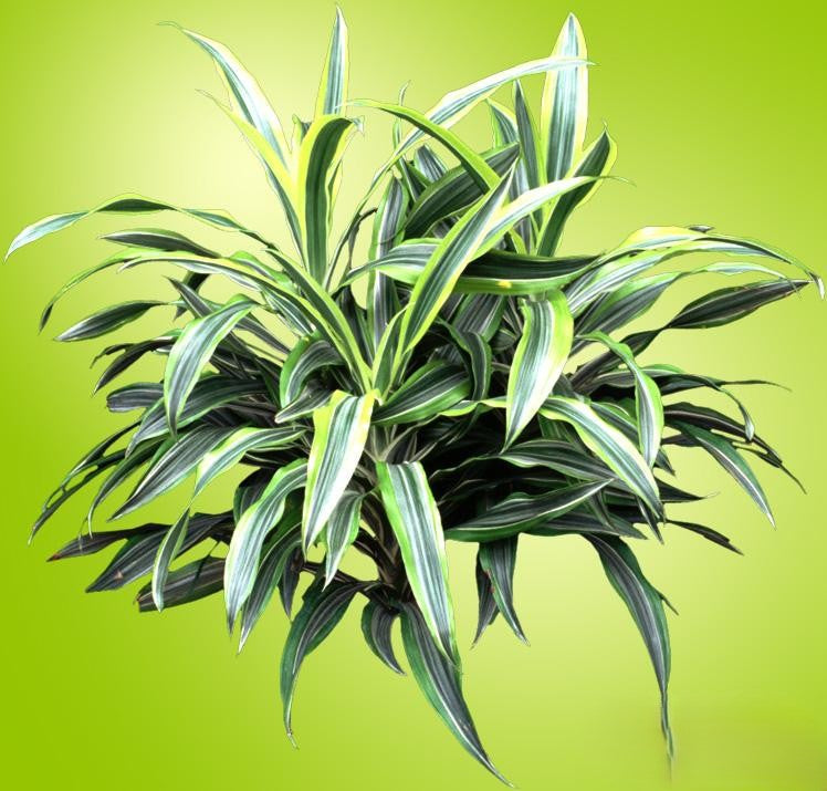 Dracaena Deremensis Lemon Lime - View 6 from www redcrocus com