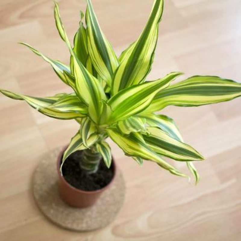 Dracaena Deremensis Lemon Lime - View 8 from www redcrocus com