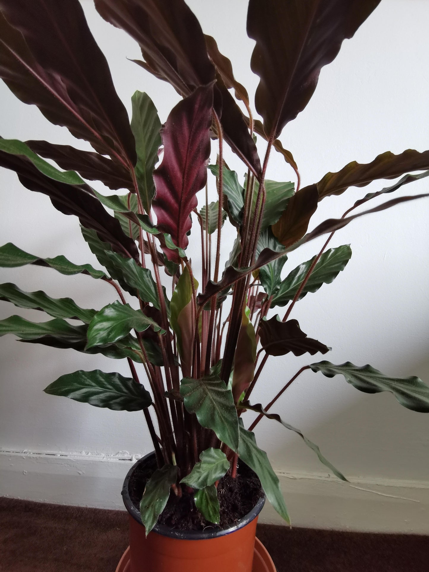 Calathea Rufibarba - View 12 from www redcrocus com