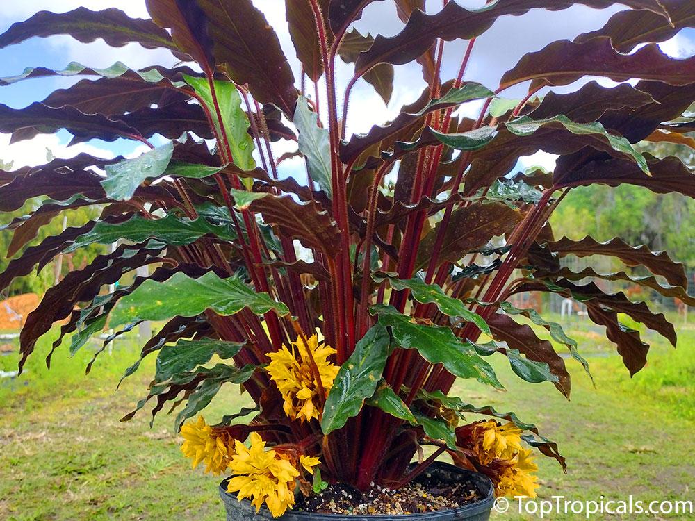 Calathea Rufibarba - View 15 from www redcrocus com