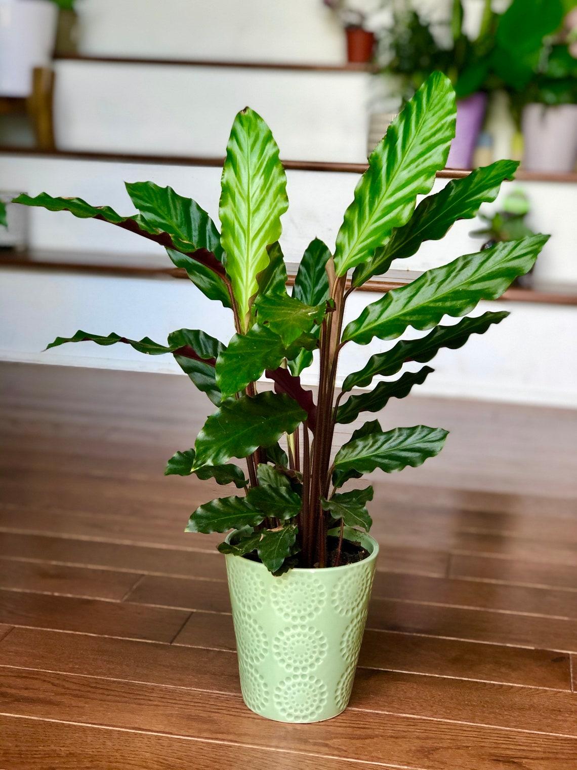 Calathea Rufibarba - View 16 from www redcrocus com