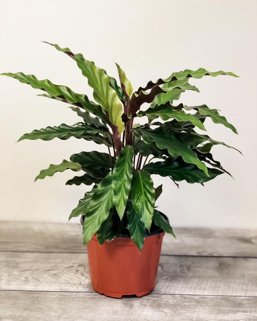 Calathea Rufibarba - View 17 from www redcrocus com