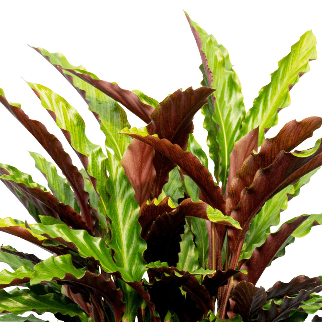 Calathea Rufibarba - View 20 from www redcrocus com
