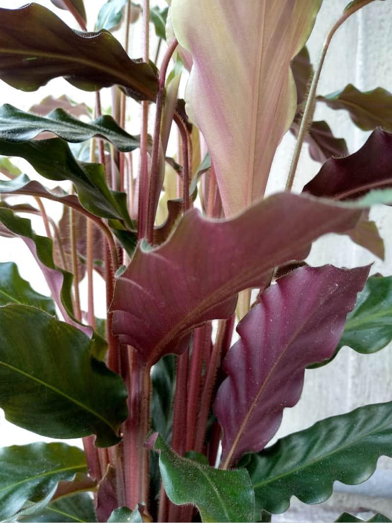 Calathea Rufibarba - View 3 from www redcrocus com