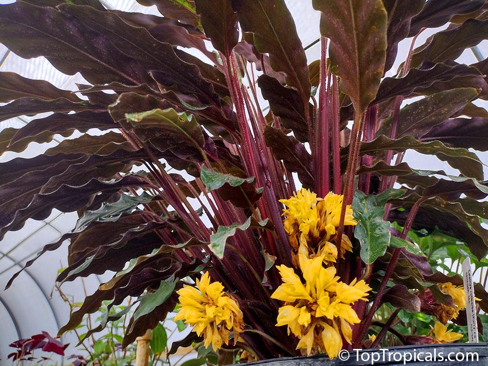 Calathea Rufibarba - View 4 from www redcrocus com