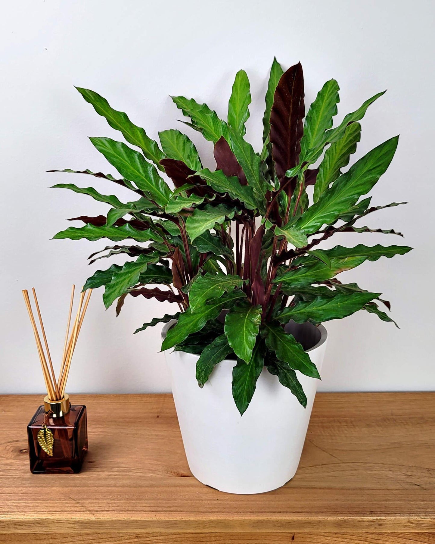 Calathea Rufibarba - View 5 from www redcrocus com