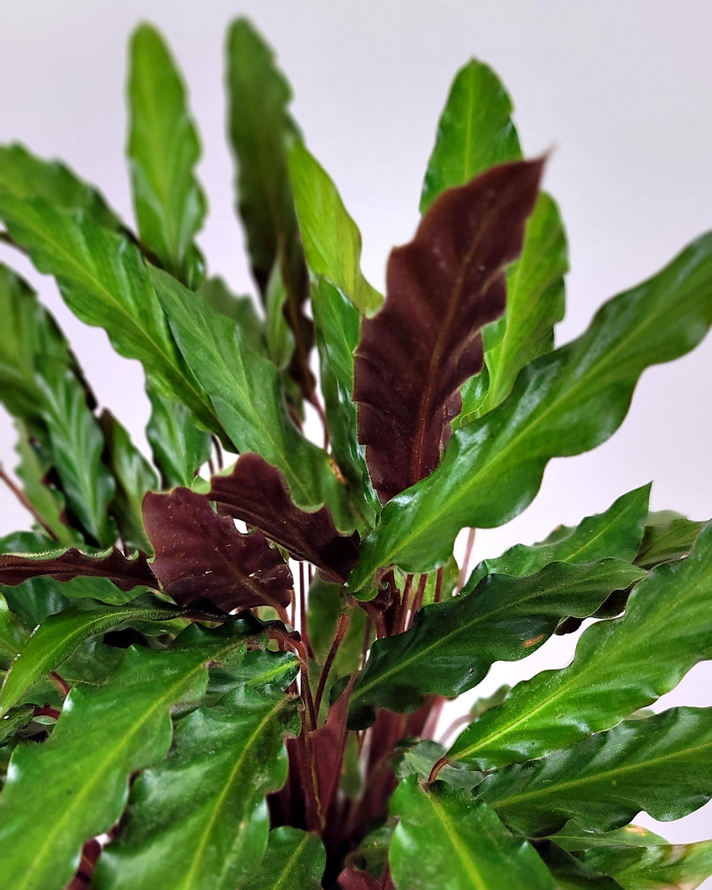Calathea Rufibarba - View 6 from www redcrocus com