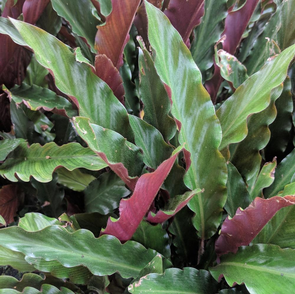 Calathea Rufibarba - View 8 from www redcrocus com