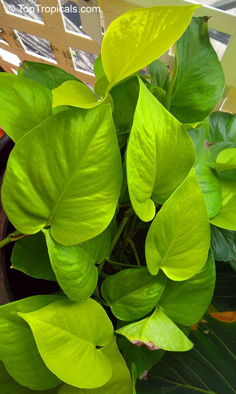 Pothos Epipremnum Neon - View 15 from www redcrocus com