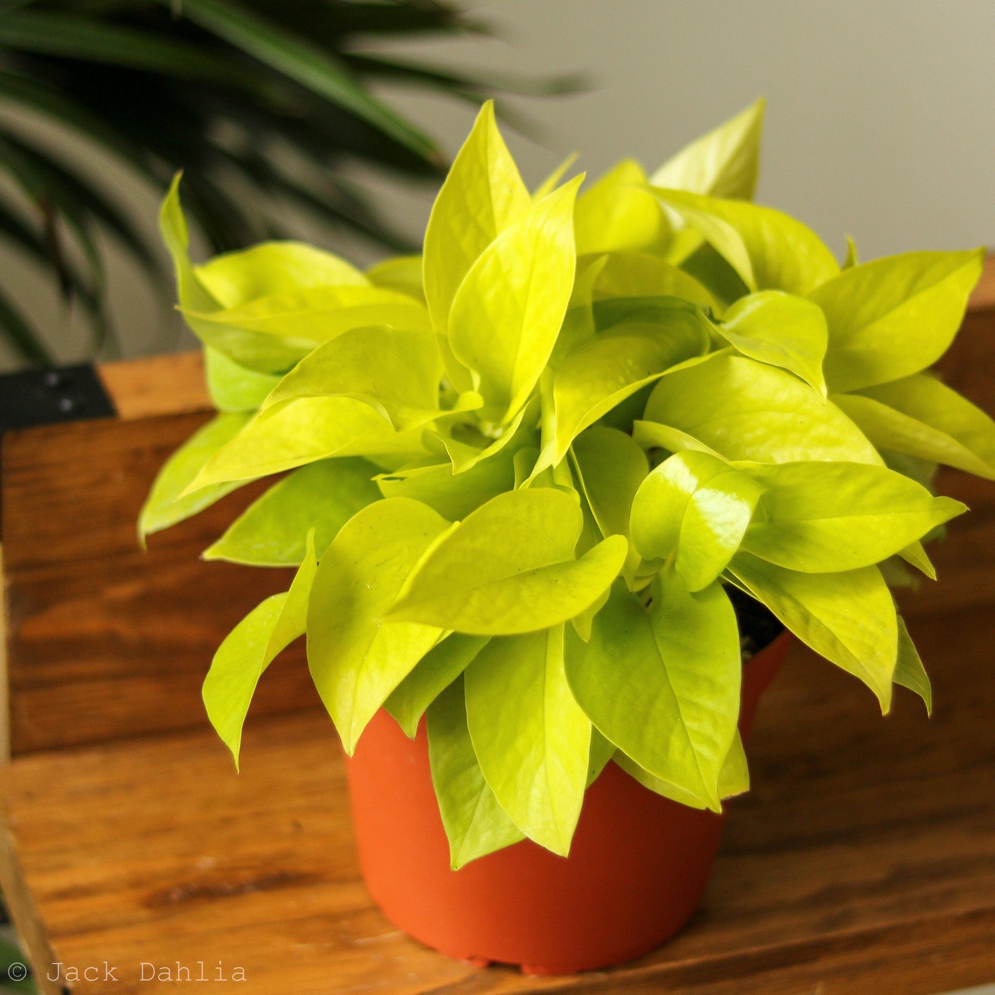 Pothos Epipremnum Neon - View 9 from www redcrocus com