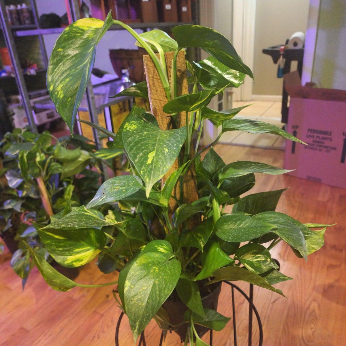 Pothos Epipremnum Aureum Assorted Totem - View 11 from www redcrocus com
