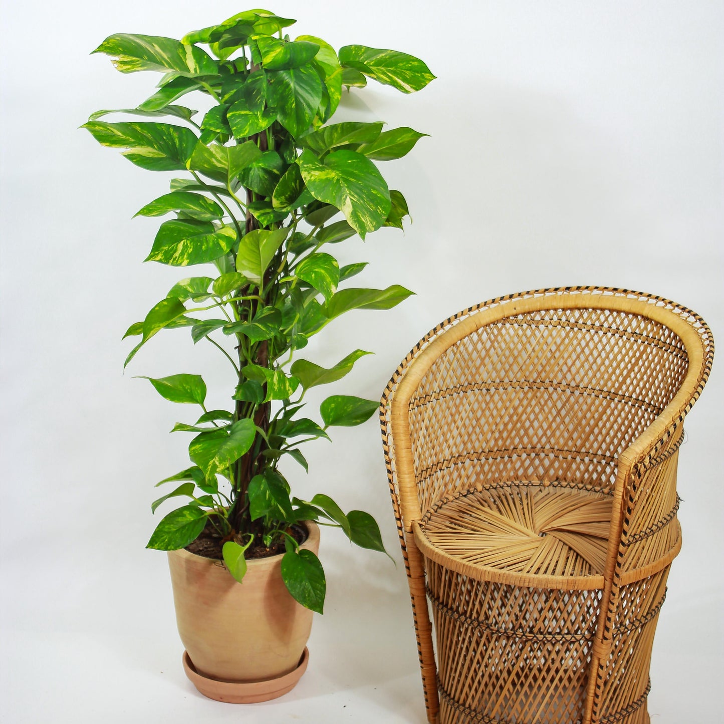 Pothos Epipremnum Aureum Assorted Totem - View 13 from www redcrocus com