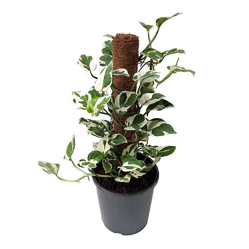 RedCrocus Pothos Devil's Ivy - Vibrant Indoor Trailing Plant - Assorted Varieties, Easy Care, Pet Safe (Toxic to Cats & Dogs) 10" Pot