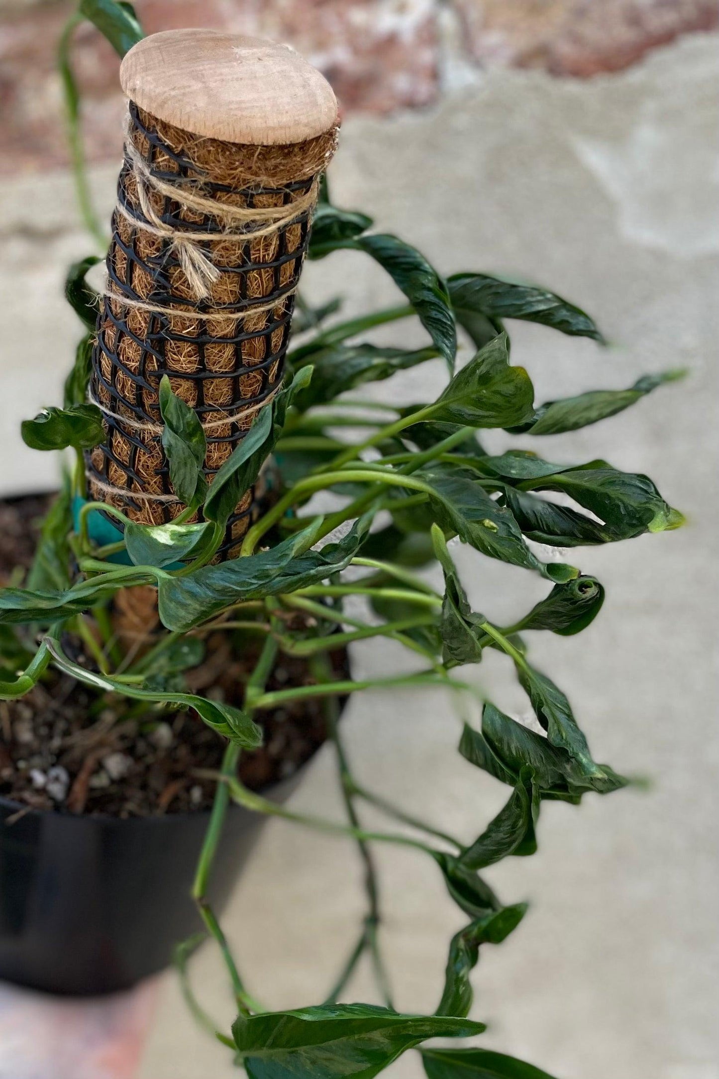 Pothos Epipremnum Aureum Assorted Totem - View 18 from www redcrocus com