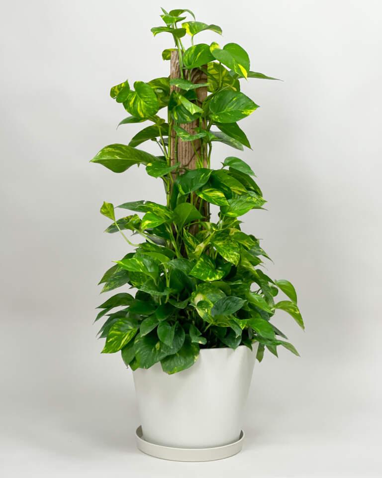 Pothos Epipremnum Aureum Assorted Totem - View 1 from www redcrocus com