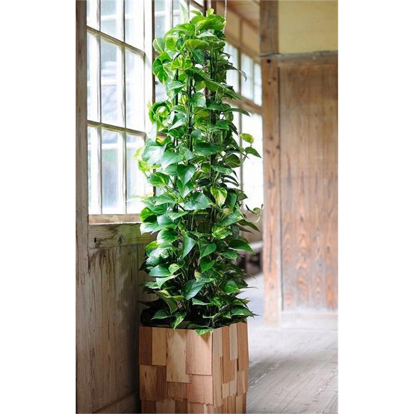 Pothos Epipremnum Aureum Assorted Totem - View 2 from www redcrocus com