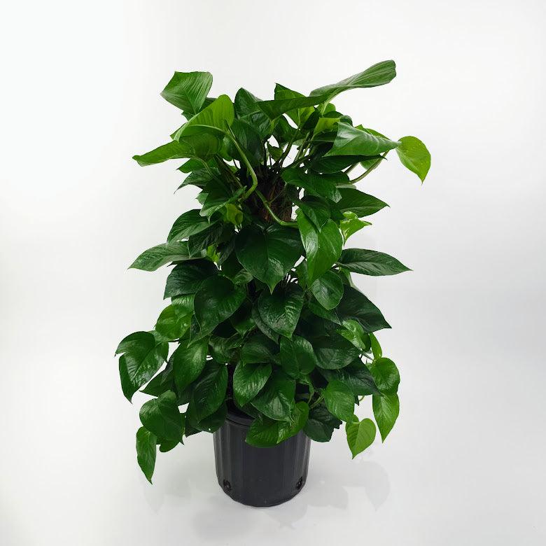 Pothos Epipremnum Aureum Assorted Totem - View 3 from www redcrocus com
