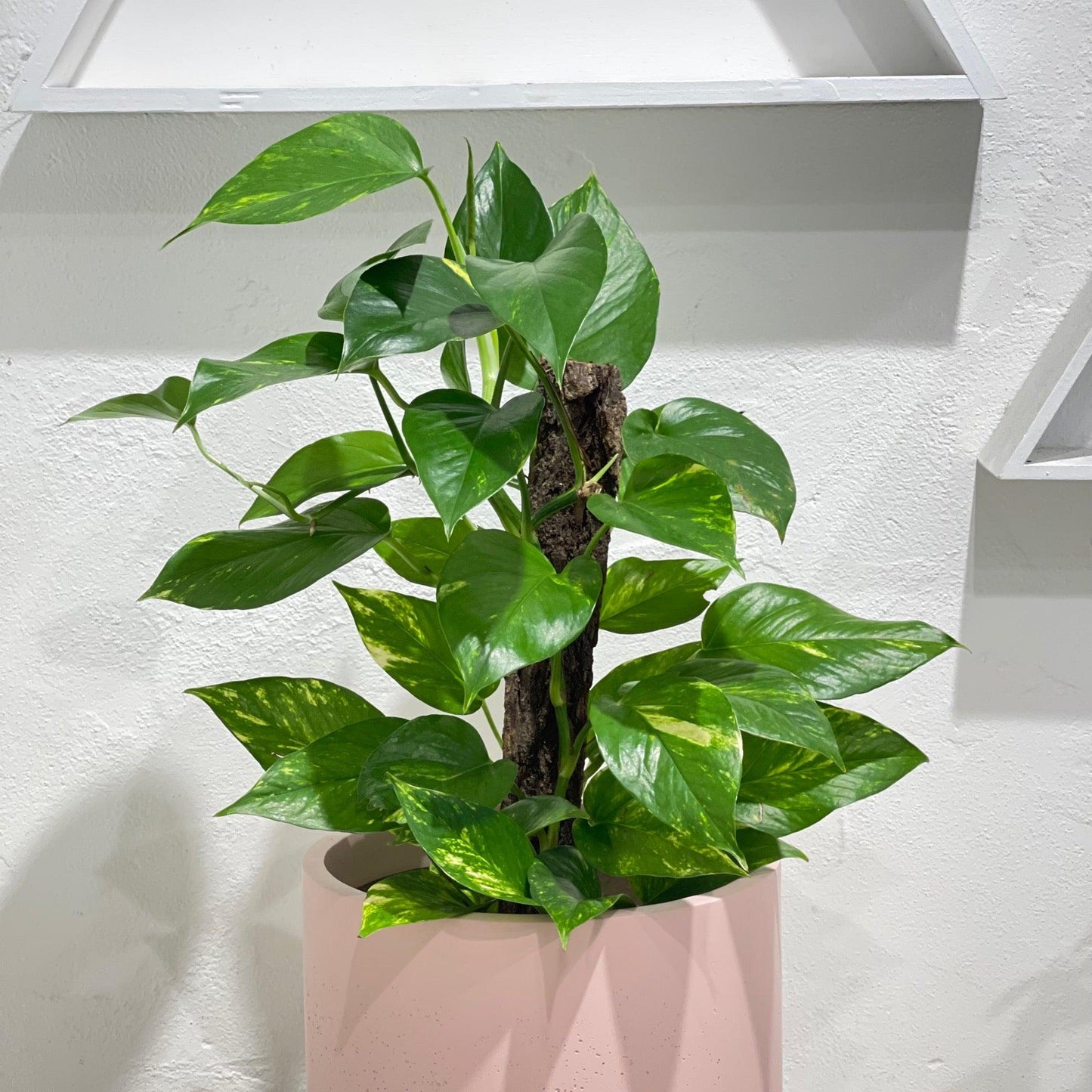 Pothos Epipremnum Aureum Assorted Totem - View 4 from www redcrocus com