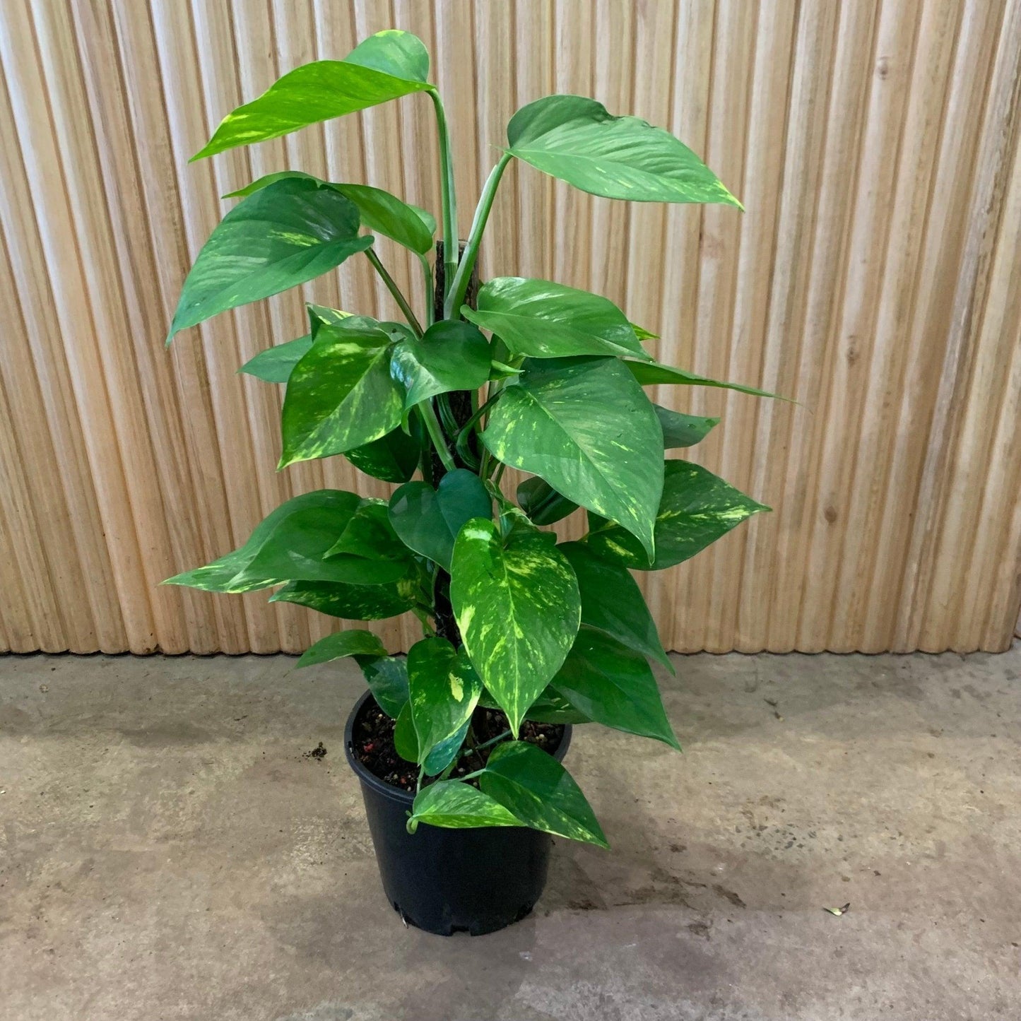Pothos Epipremnum Aureum Assorted Totem - View 6 from www redcrocus com