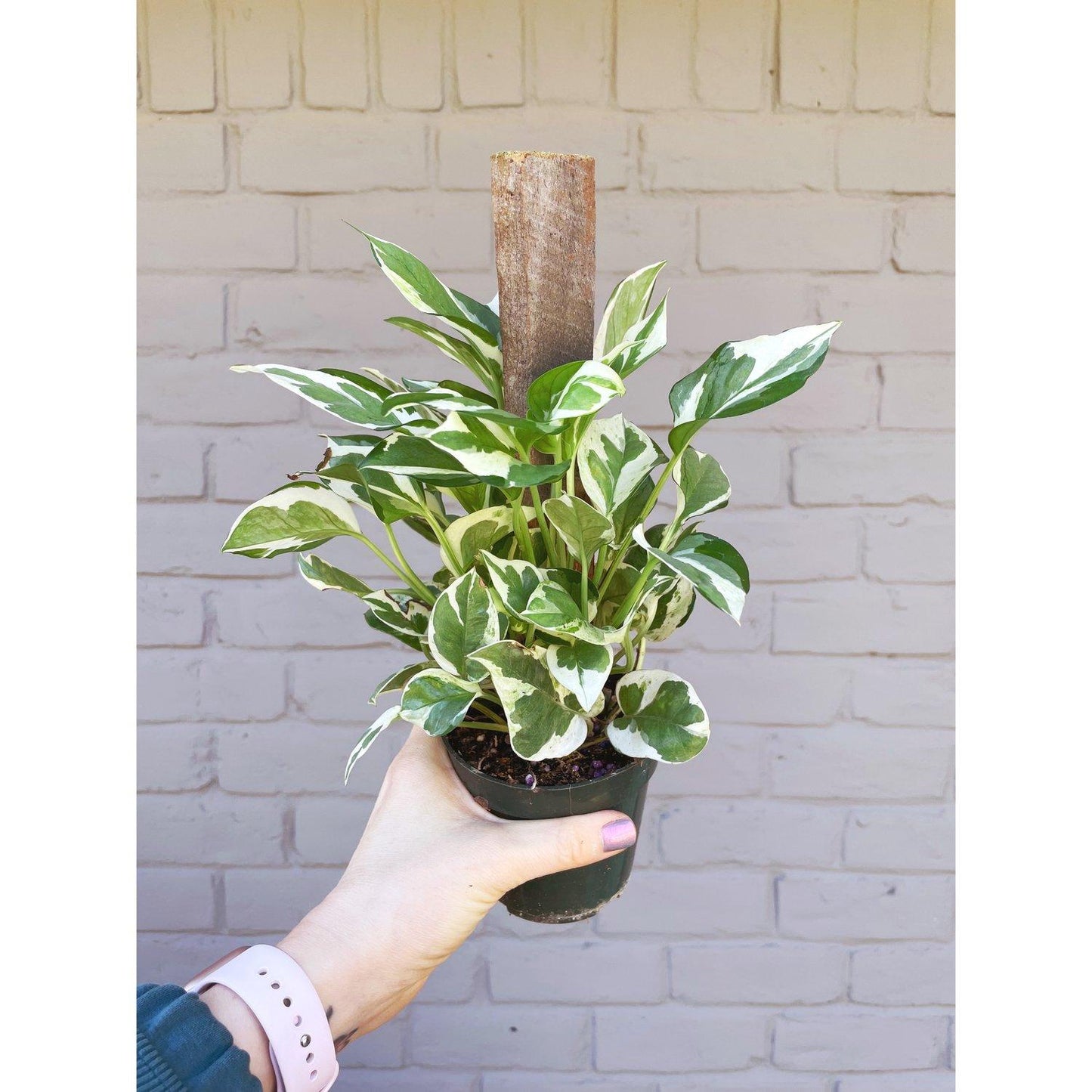 Pothos Epipremnum Aureum Assorted Totem - View 7 from www redcrocus com