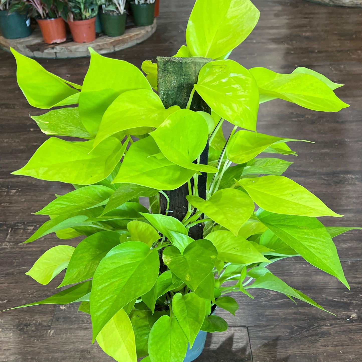 Pothos Epipremnum Aureum Assorted Totem - View 9 from www redcrocus com