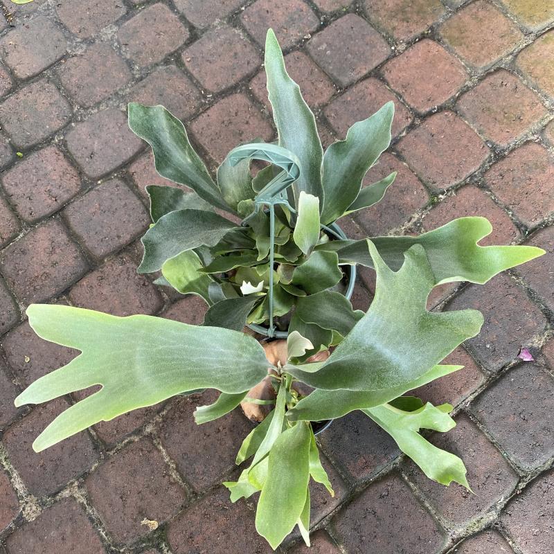 Fern, Platycerium, Assorted - View 13 from www redcrocus com