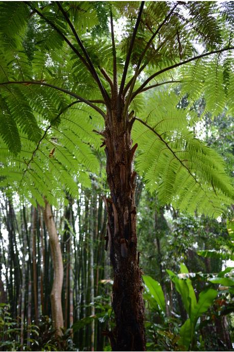 Fern Cyathea Cooperi - View 11 from www redcrocus com