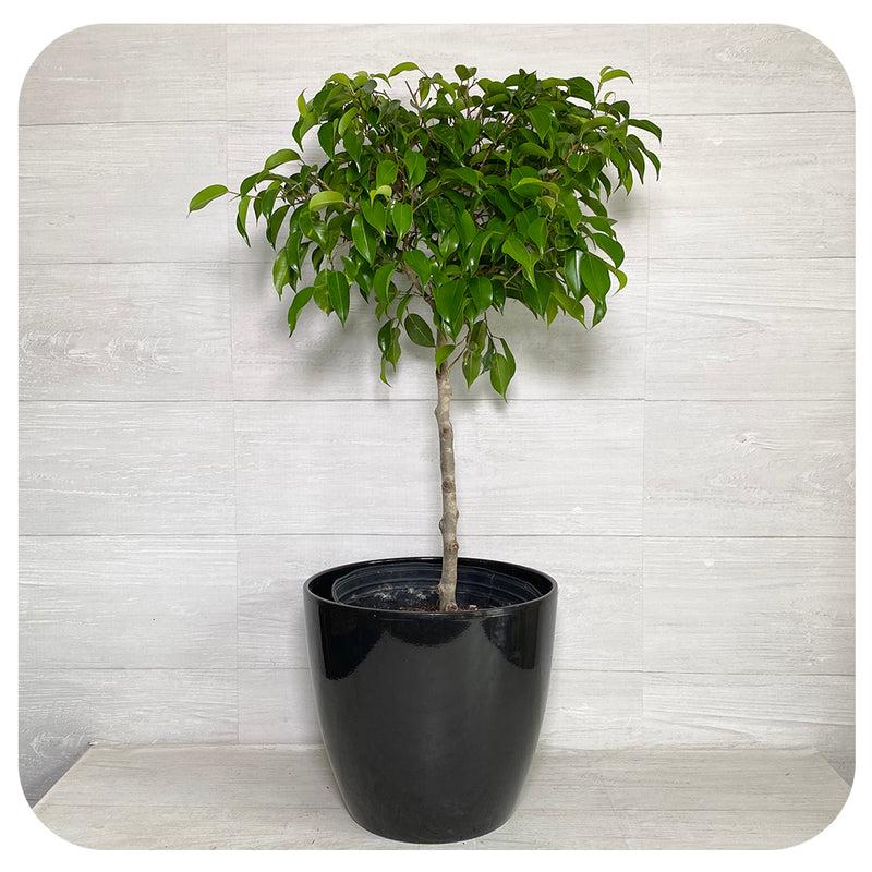 Ficus Benjamina Standard Or Braid - View 10 from www redcrocus com