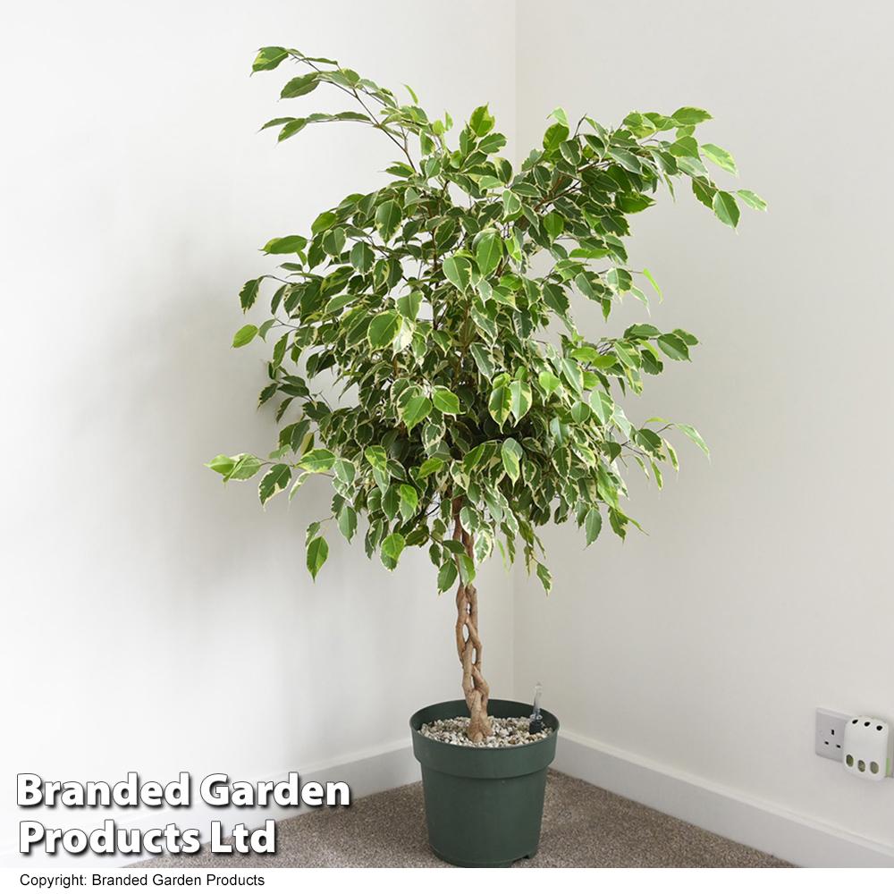 Ficus Benjamina Standard Or Braid - View 12 from www redcrocus com