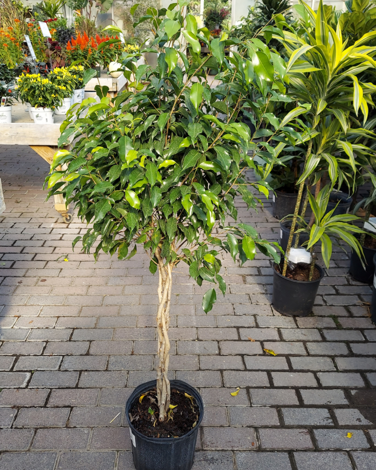 Ficus Benjamina Standard Or Braid - View 12 from www redcrocus com